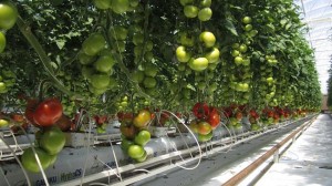 Sundrop system uses concentrated solar power (CSP) in Australia | REVE ...