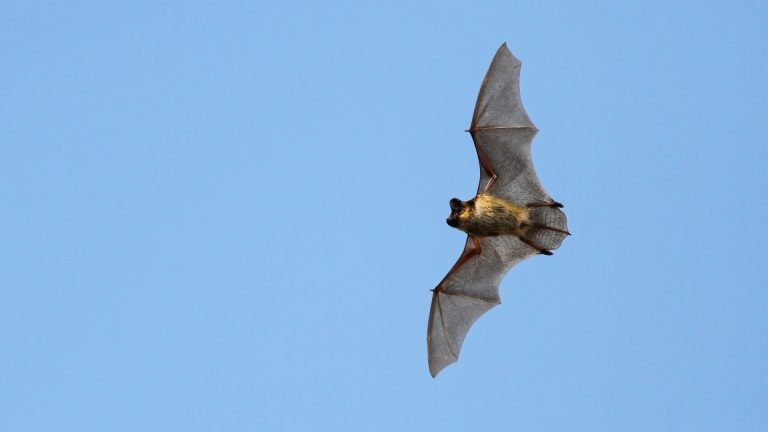 Are bats and wind turbines a viable cocktail at sea? | REVE News of the ...