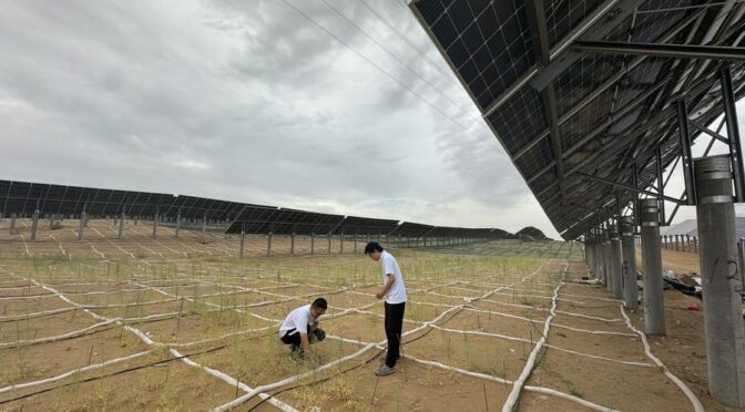 Photovoltaic solar power projects drive ecological restoration in north China’s deserts