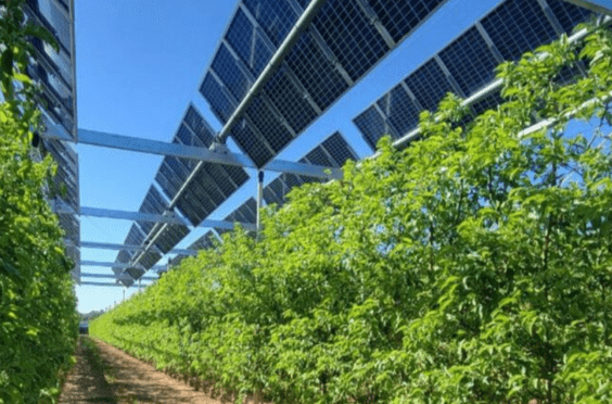 Agrovoltaics in the Iberian Peninsula: Innovation for a Sustainable Future